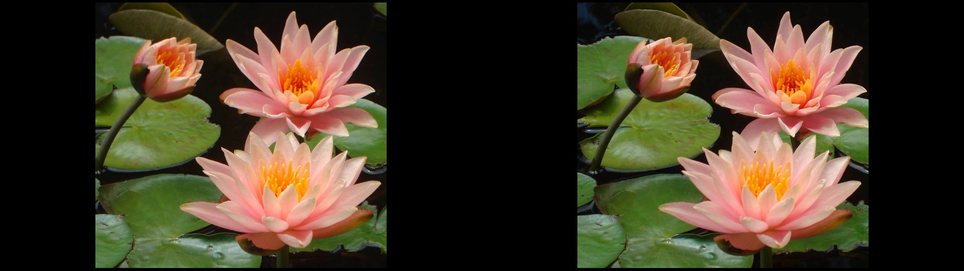 Orange Lilies